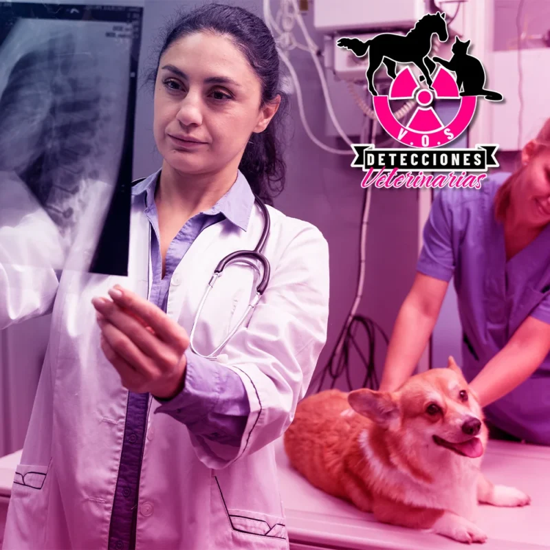 Medición de radiación en clínicas veterinarias